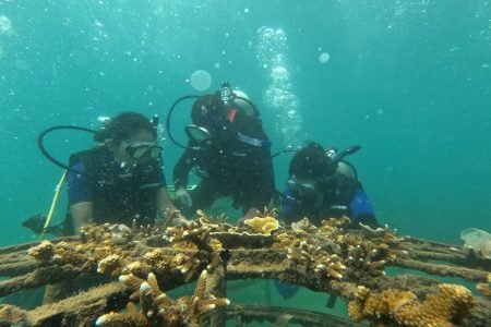 Coral Wall-Discover Scuba Diving Program (DSD) 2 Cylinders